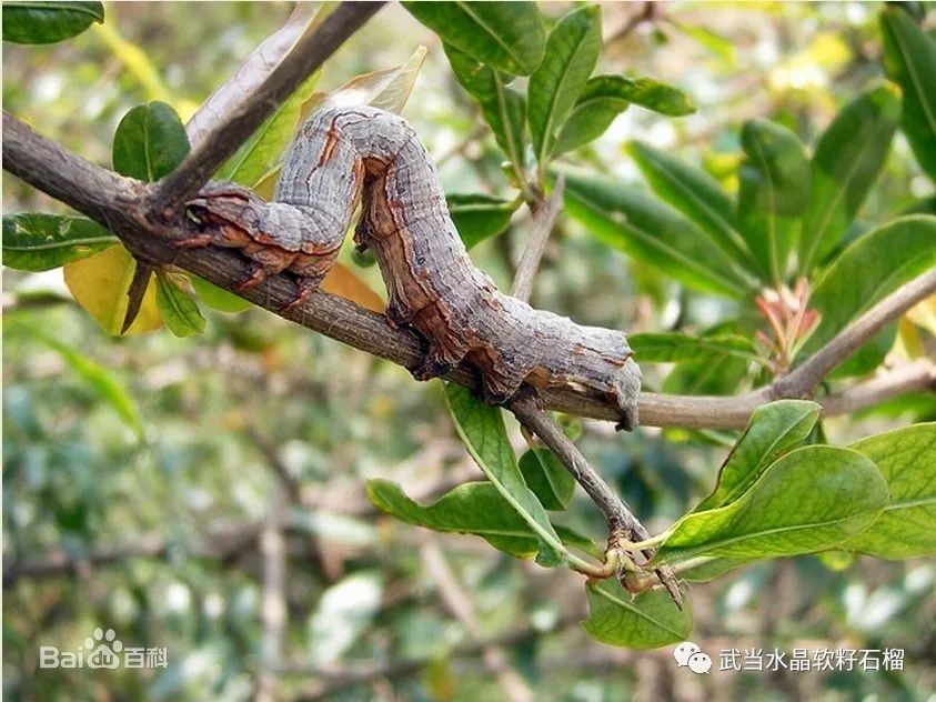 石榴生虫的视频,石榴生虫用什么方法好