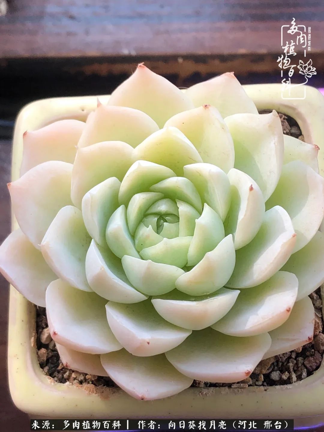 耐高温适合露养的多肉,冬日的露养多肉