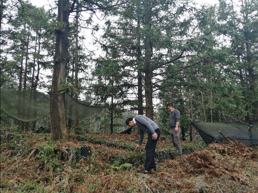 四明山哪里有山黄精,上方山三宝之一黄精