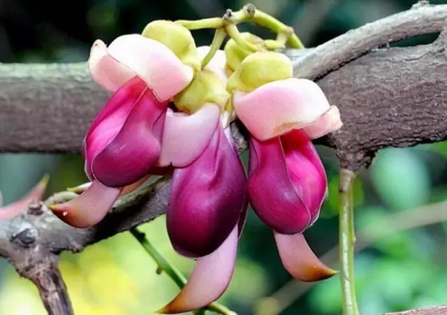 银瓶山传奇,银瓶山一镜到底