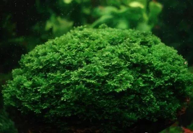 本色水景|教你认识——常见莫斯品种！水草造景学习