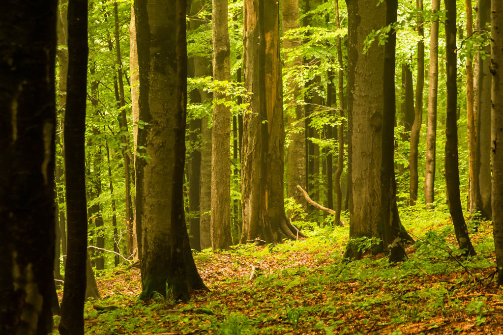 吉林好大米推荐,吉林好吃的大米品牌