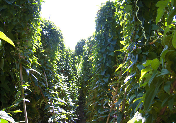 云南楚雄紫溪山山药栽培技术,山药塑料管立式栽培技术图片