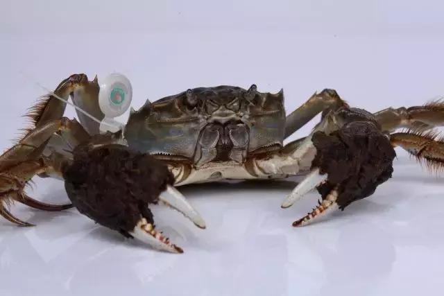 大闸蟹托运可以保存几天,大闸蟹活的怎么保存最多能放几天