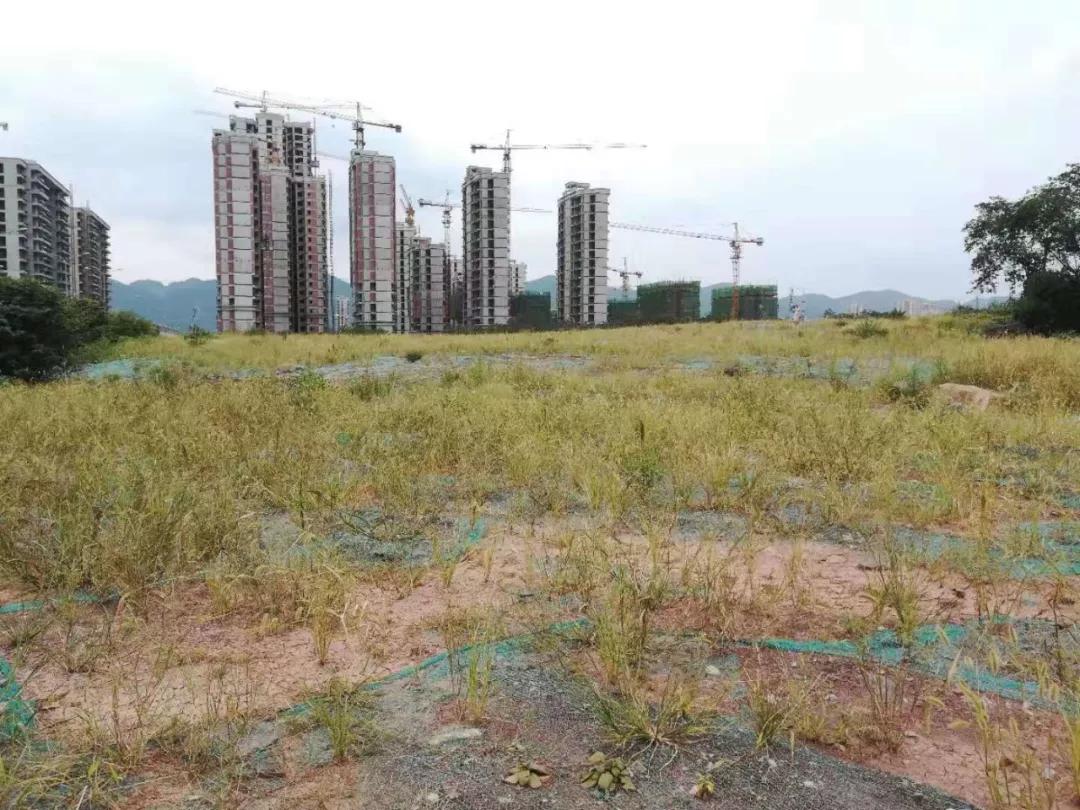 竞拍胜出,圆梦西永,金科现场喊牛不?