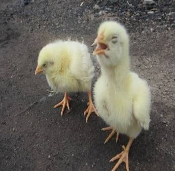 气囊炎如何形成的,气囊炎是什么原因引起