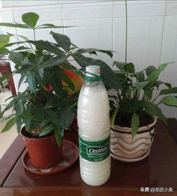 绿萝叶子上有铁锈点,绿萝上面有灰怎么办