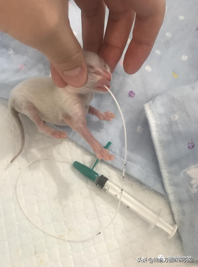 刚生的小猫母猫不在如何照顾,早产没长毛的小猫怎么救活