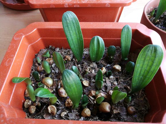 黄豆发酵浇花是磷肥还是氮肥,黄豆能当肥料养花吗