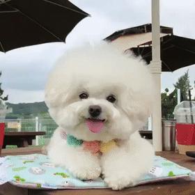 比熊这朵棉花糖，圆圆白白胖胖，是我的初恋情狗没错了