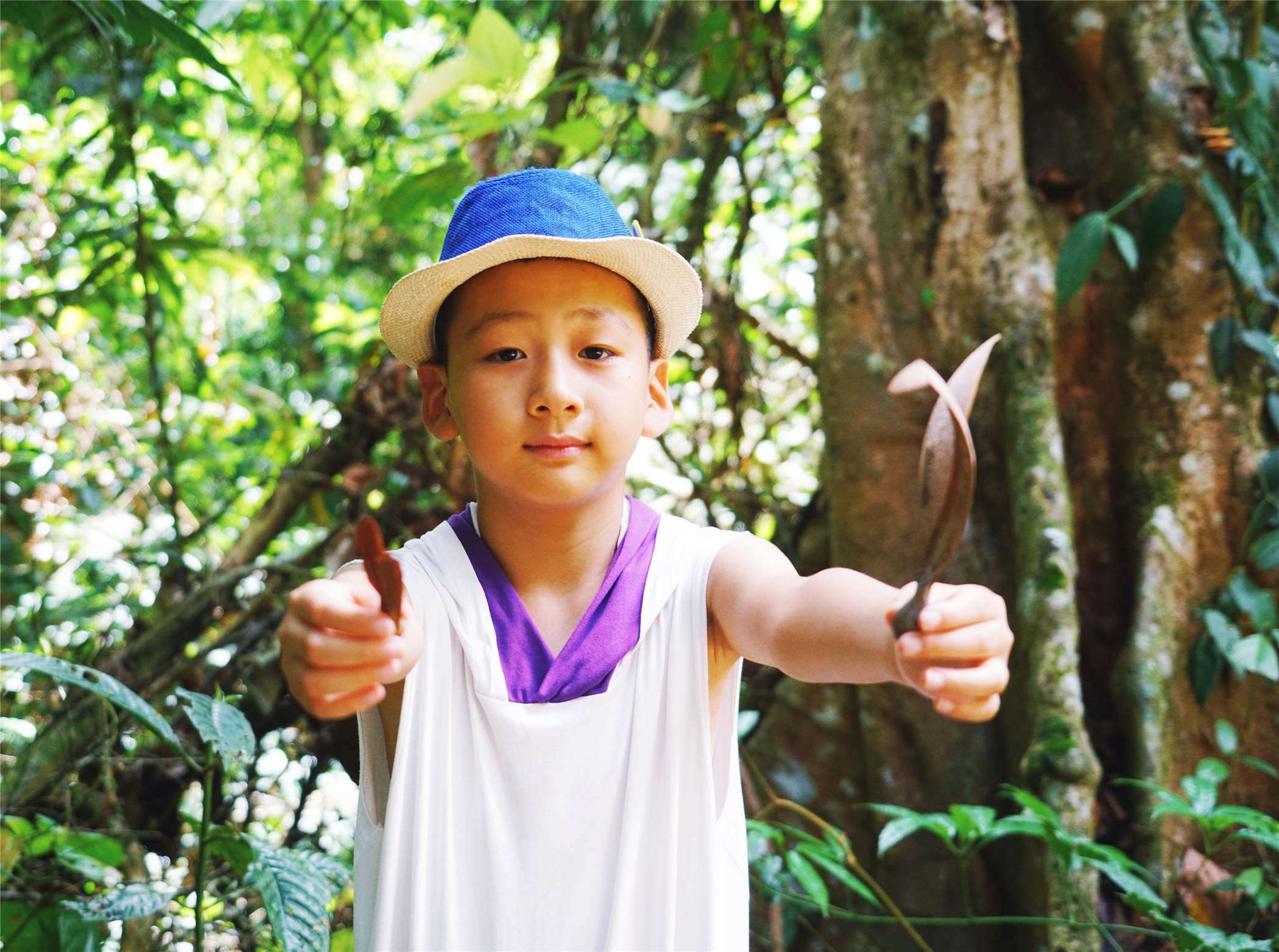 热带雨林丛林深处望天树图片,热带雨林中的望天树
