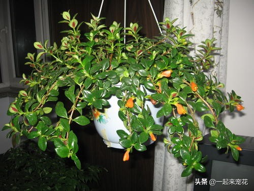 新上盆的金鱼吊兰怎么养护,金鱼吊兰的养护方法和管理