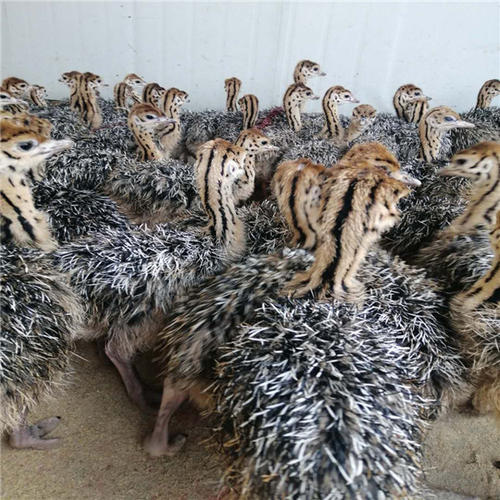 养殖鸵鸟怎么养殖得快些,为什么不建议养殖鸵鸟