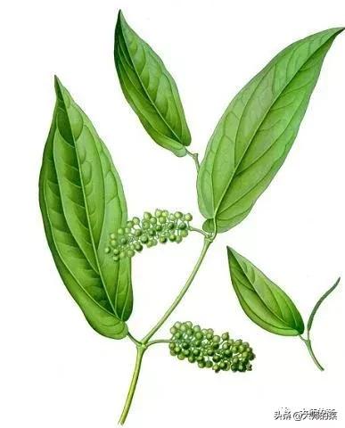 什么鱼没有刺还好吃适合做酸汤鱼,不去鱼鳞的酸汤鱼