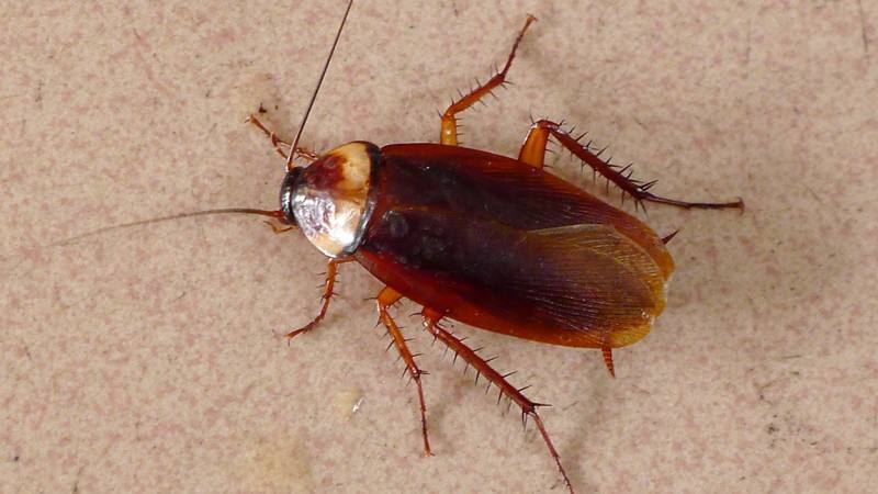 家里有蟑螂怎样能彻底消灭掉,家里有一只蟑螂怎么才能彻底清除