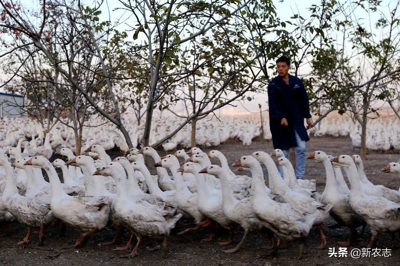 农村养殖100只鹅一年能赚多少钱,农民养鹅5年终致富轻松年入15万