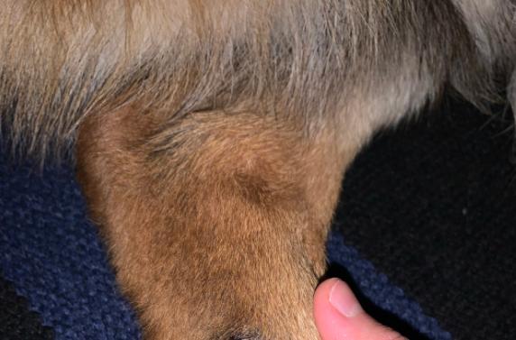 牧羊犬的体味重吗,德牧牧羊犬体味大吗