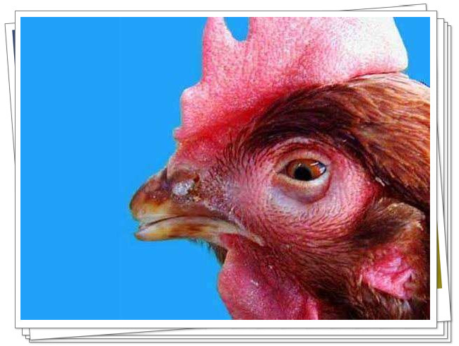 鸡单只眼睛肿胀是什么问题,鸡两个眼睛肿起来是什么问题