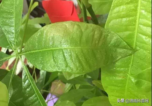 妞嶇墿鍡栧棖闀跨垎鐩嗕笉榛勫彾,鍏绘鐗╀竴涓槦鏈熶笉姝荤殑绉樻柟