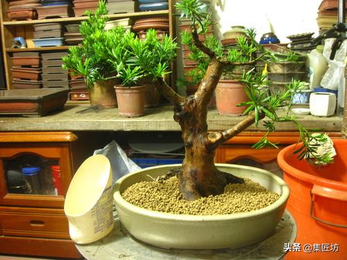 雀舌罗汉松小盆景造型,雀舌罗汉松造型制作视频