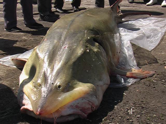 野生鲟鳇鱼一般寿命多少,鲟鳇鱼淡水之王