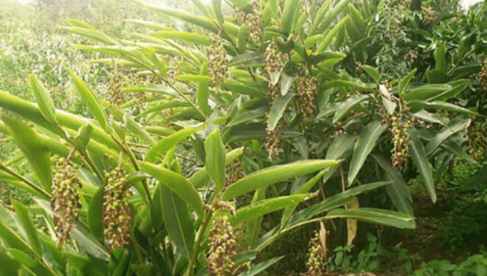 砂仁定植方法和注意事项,砂仁怎样种植的视频