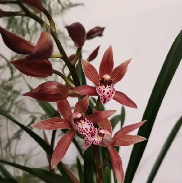 给兰花施肥，高手都是自己“调配”，偷偷告诉你“配方”，特好用