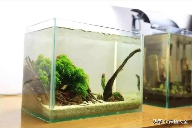 虾爆缸怎么办,极火虾怎么快速爆缸