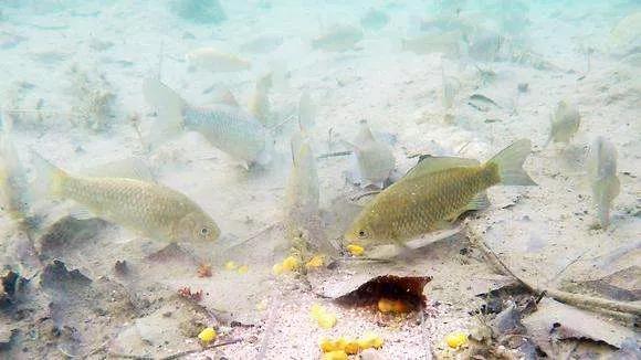 钓鱼钓双尾的原因有哪些,野钓黄尾多怎么解决