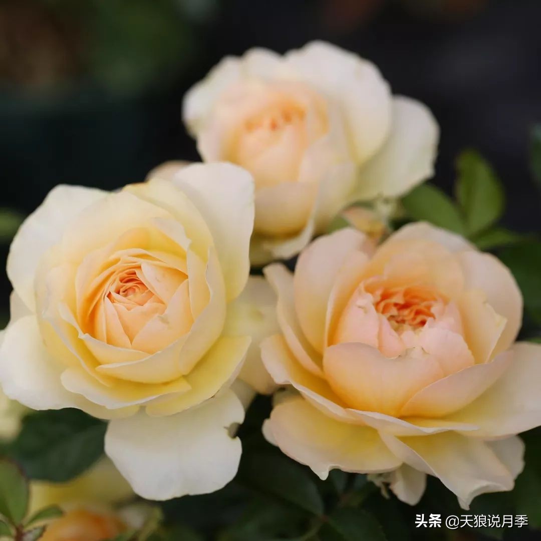 4月最浪漫的一次花开，是171个低价月季小苗带来的巅峰时刻！