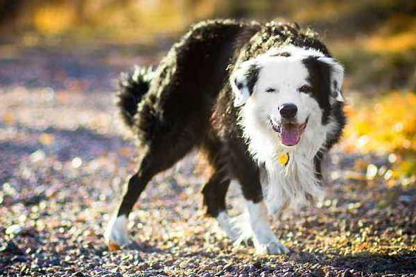 葡萄对狗狗有什么伤害,狗狗千万不要吃葡萄