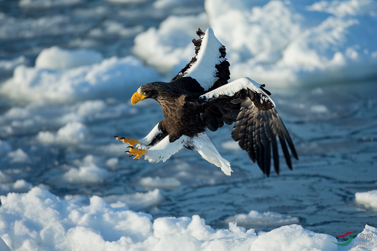 金雕最怕的三种鸟,一只金雕可以震慑多大面积鸟类