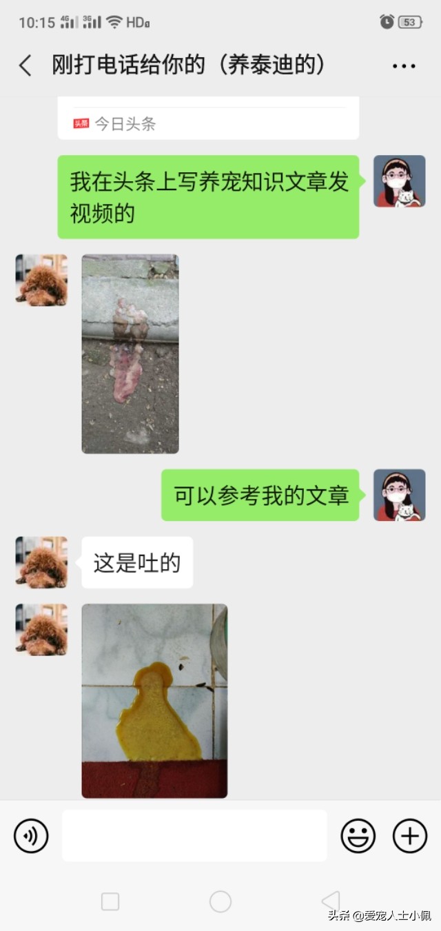 狗狗急性肠胃炎养狗攻略,成年狗狗肠胃炎自己怎么治疗