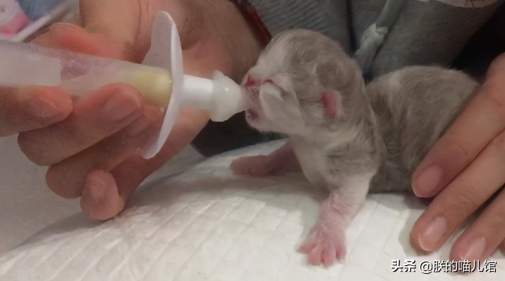 舒化牛奶猫可以喝吗,人喝的牛奶猫能喝吗