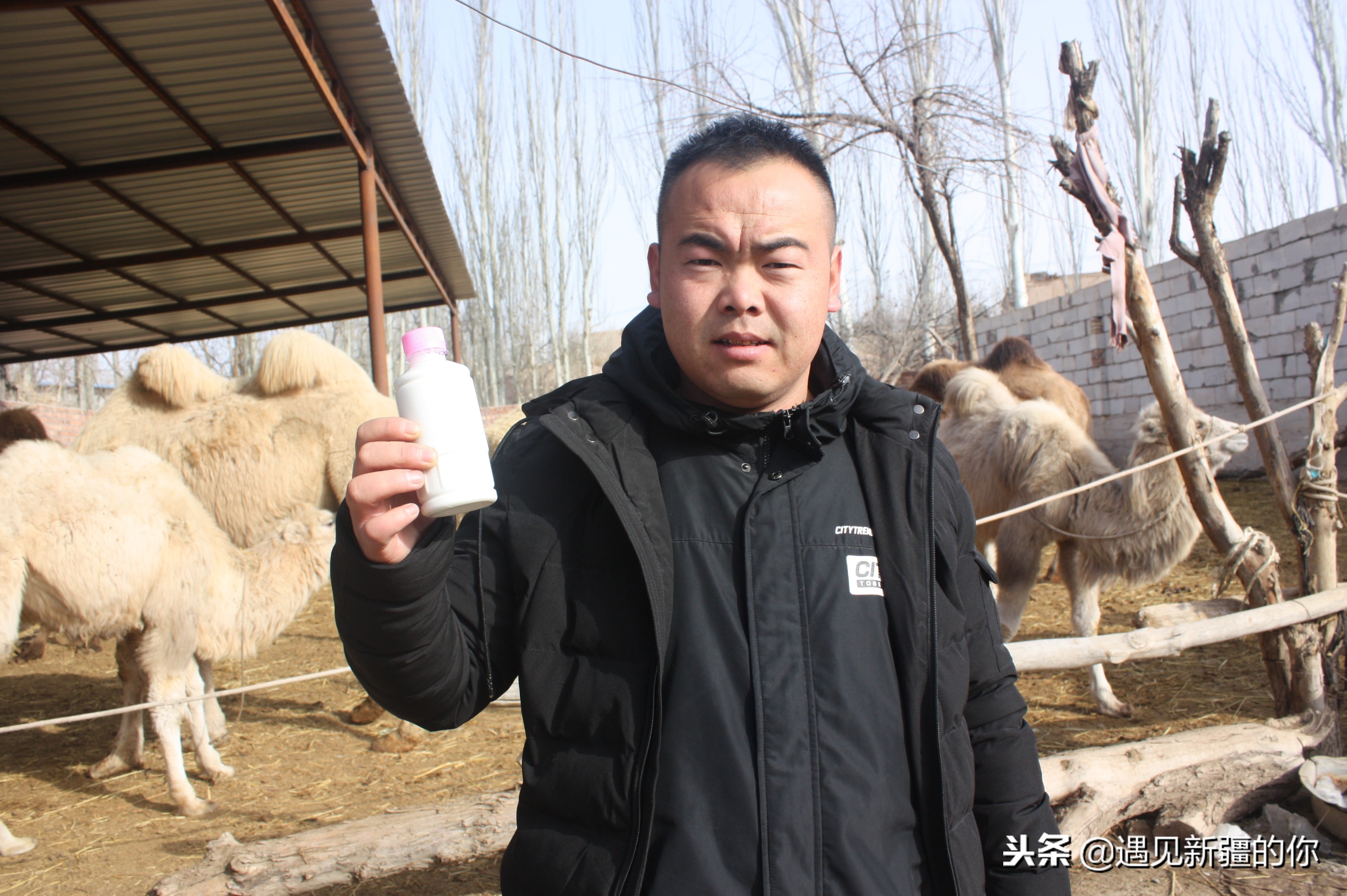 柯坪县的“沙漠之舟”真牛！大家喝了她的奶就知道啦