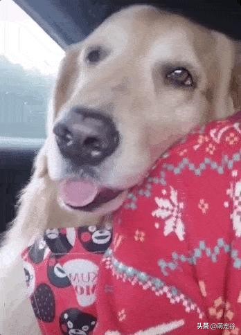 金毛胎动,金毛贴着怀孕肚子听胎动