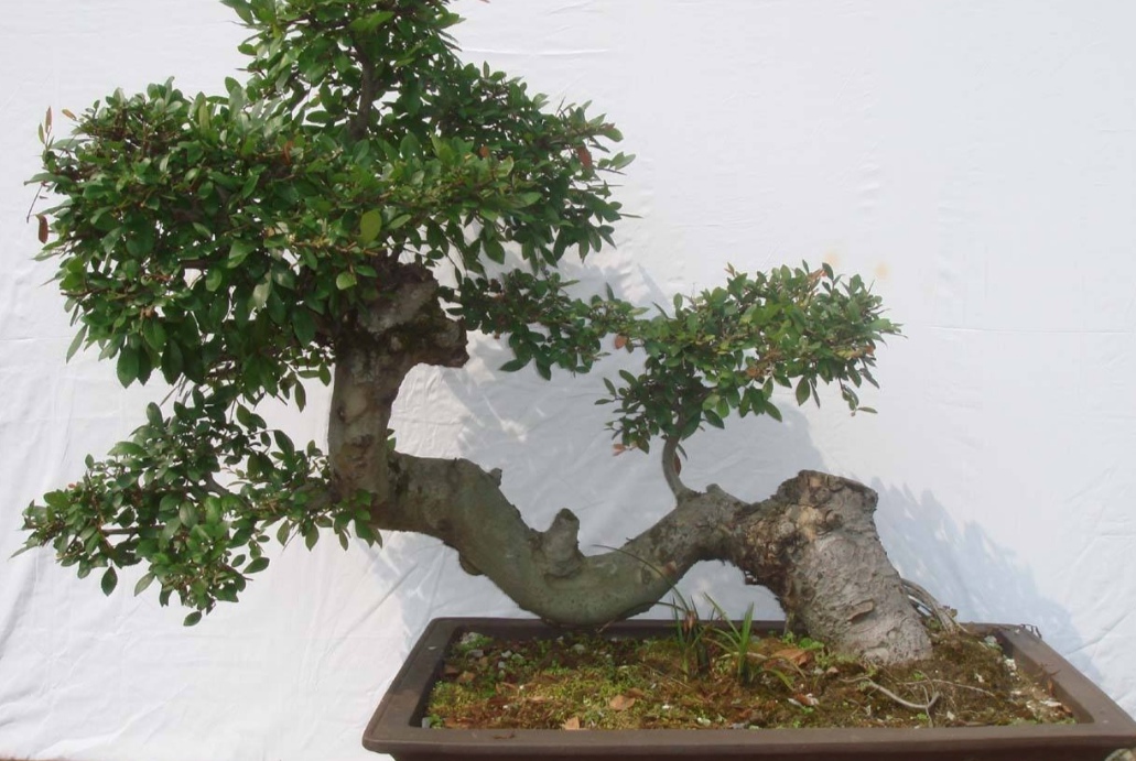 疙瘩树桩盆景,上山挖各种树桩做盆景