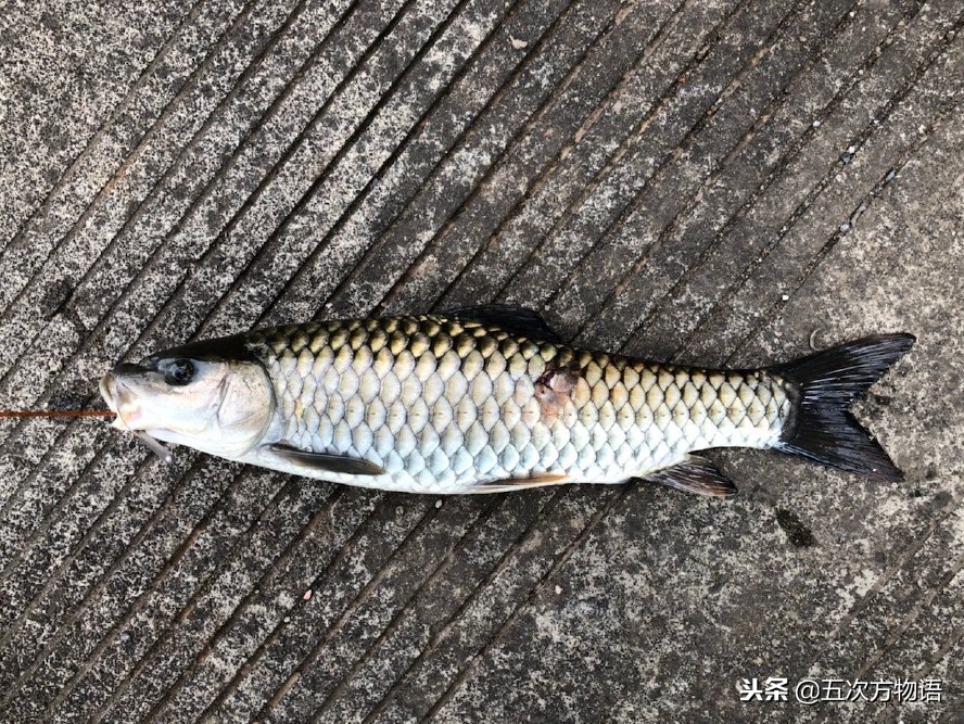 菜市场常见淡水鱼图鉴（鲤科篇）