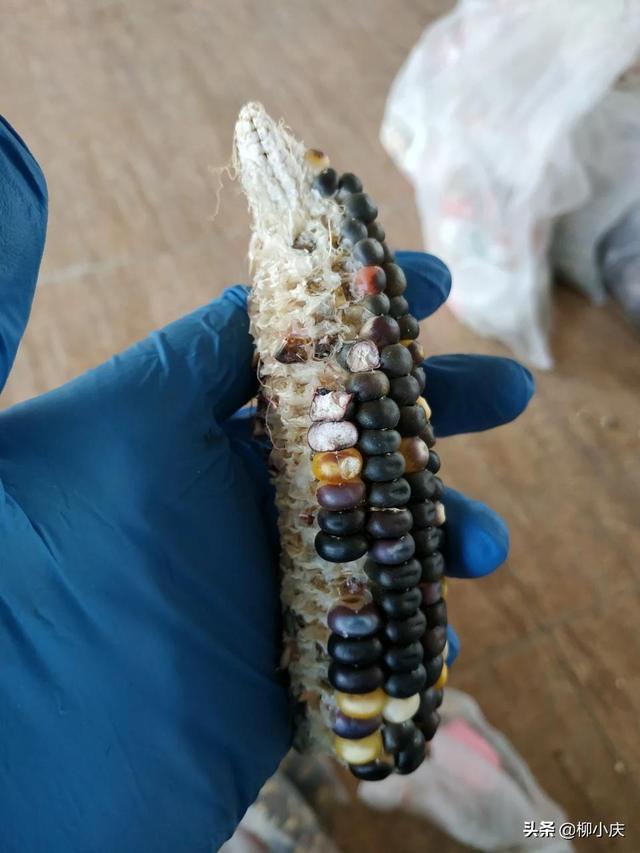 高薪招聘和尚的原因,官方辟谣寺庙招和尚月薪1万5