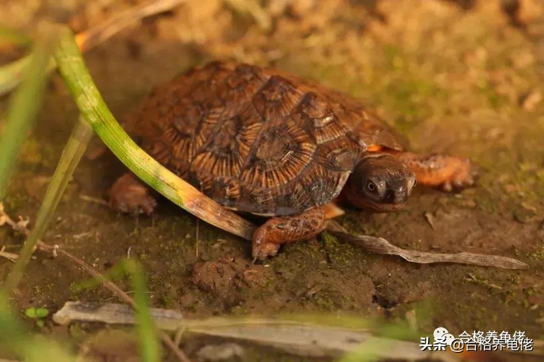 公龟是不是断尾,安缘龟断尾有什么影响