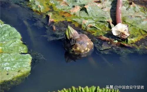 芡实营养价值和功效,芡实果的营养价值