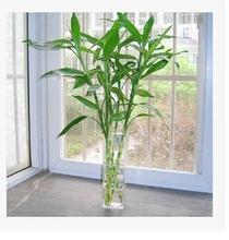 水培花卉养鱼,水培花卉培育