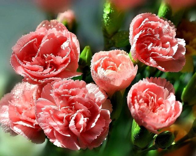 康乃馨种子养殖到开花方法全过程,康乃馨养殖酸性土好还是碱性土好