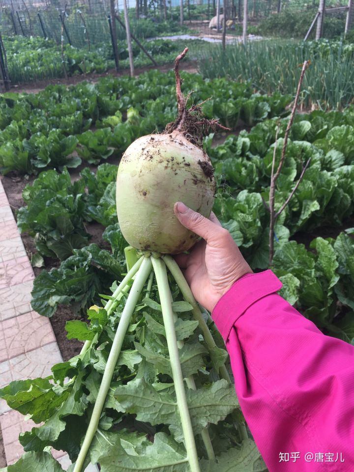 如何提升花种成活率,花种种植生活小技巧