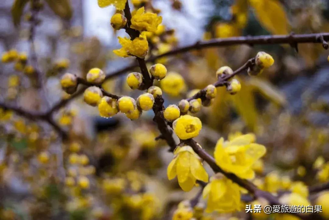 腊梅花开放视频,成都看腊梅的地方