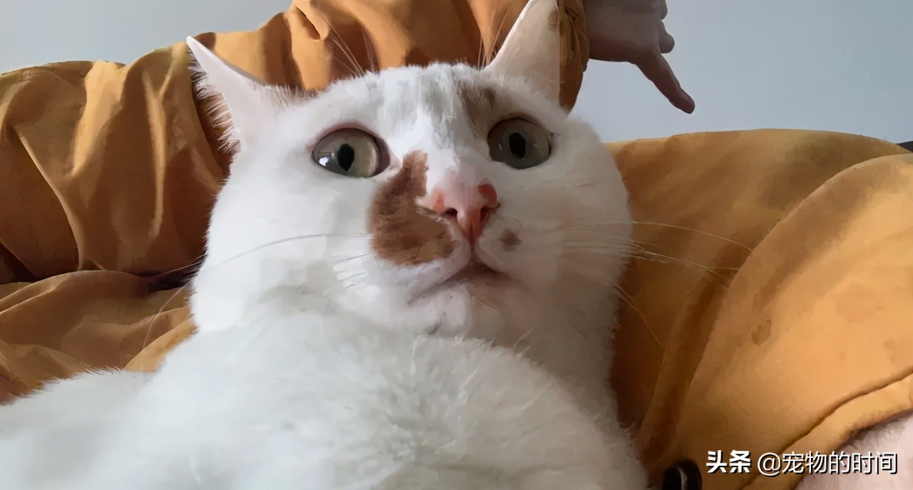 猫跑丢了怎么办猫会自己回来吗,农村猫丢了找猫的窍门