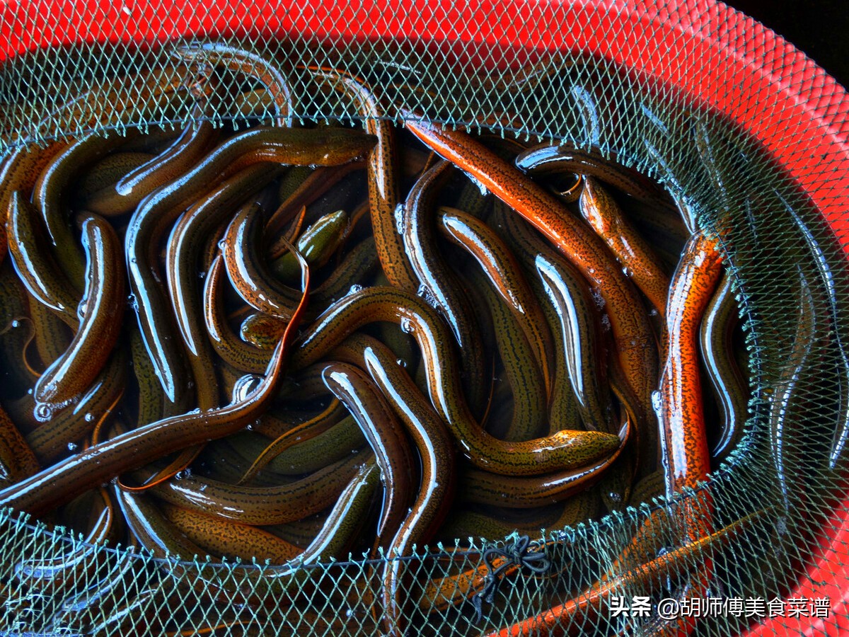 明天端午节准备吃点什么好,端午节饮食应注意什么