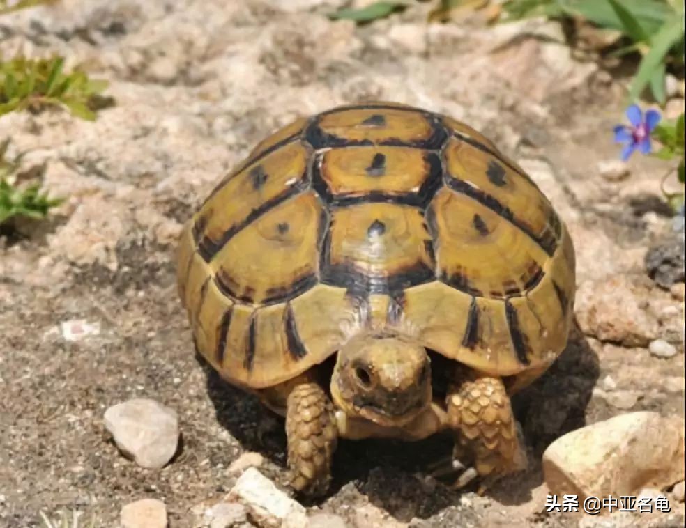 养龟秘籍搞笑,养龟绝招大全视频