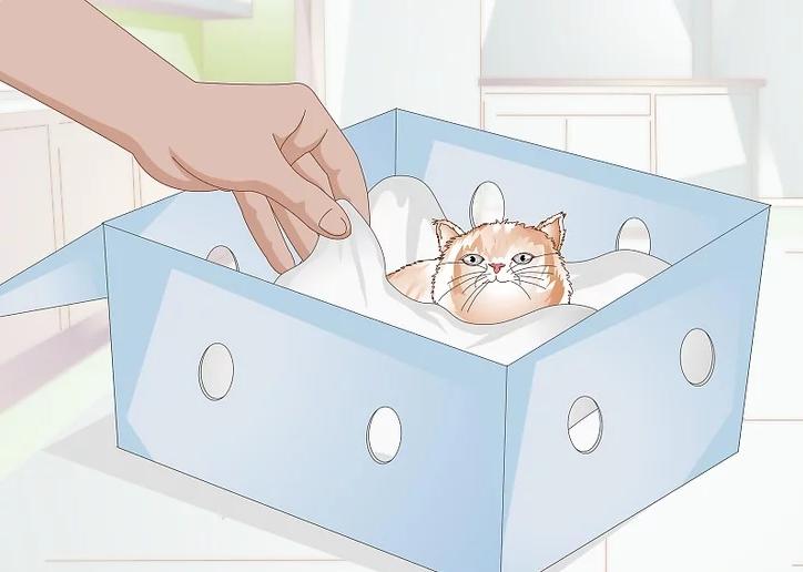 猫咪受伤怎么救助路边,猫咪受伤怎么治疗