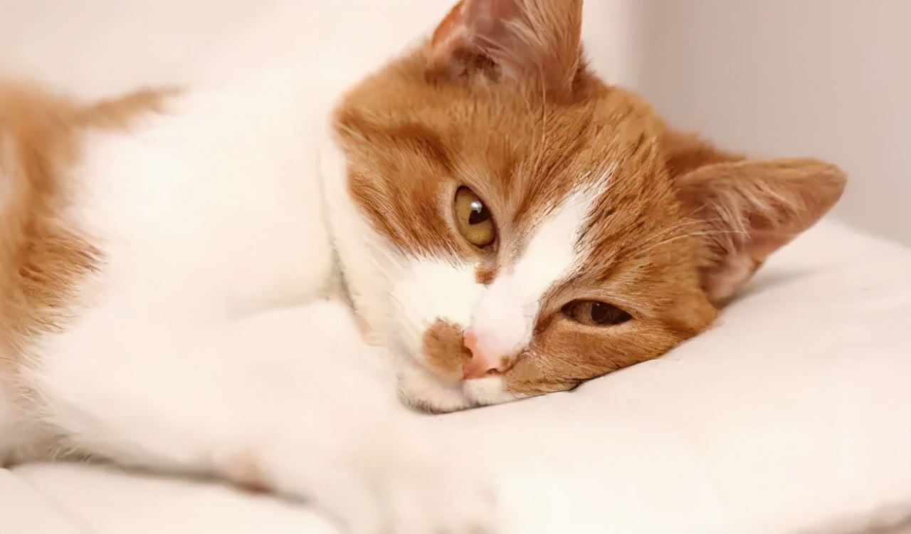 猫咪便便有血是什么原因,猫咪拉血便是怎么回事